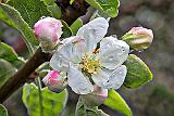 Wet Apple Blossom_DSCF19895